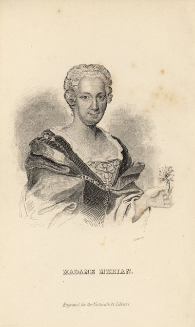 Madame Merian ou Maria Sybilla Merian, naturaliste, entomologiste et illustratrice scientifique allemande, 1647-1717 - Unknown
